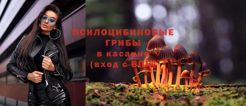 Галлюциногенные грибы Psilocybine cubensis Обь